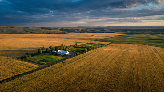 Aerial view of vast industrial monoculture wheat field meeting edge of diverse traditional small farm, dramatic contrast, golden hour, documentary photography